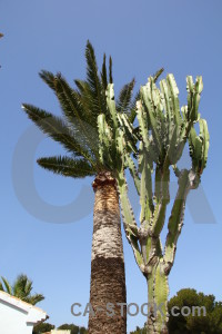 Green sky javea palm tree spain.