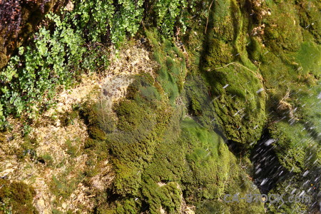 Green spain plant les fonts de lalgar moss.