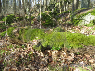 Green stump tree.