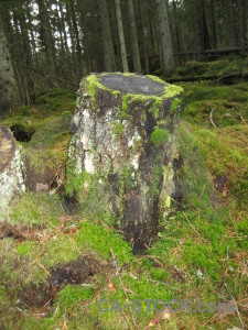 Green stump tree.