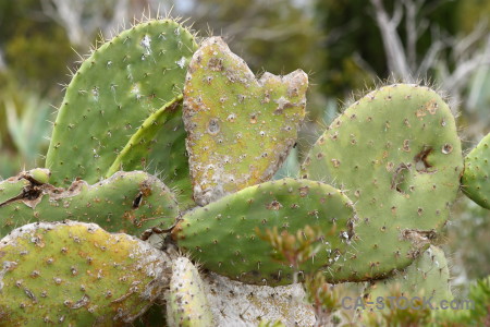 Green texture cactus nature plant.