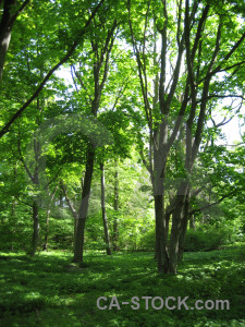 Green tree forest.