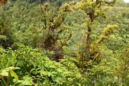 Green tree forest rainforest yellow.