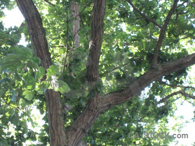Green tree leaf branch.