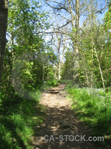 Green tree path.