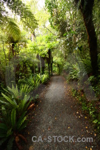 Green tree path.