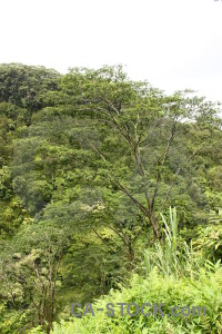 Green tree rainforest white forest.