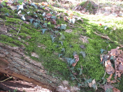 Green tree stump.