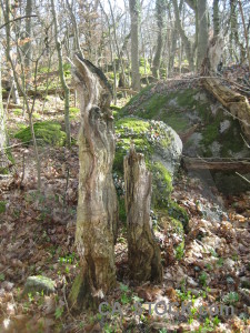 Green tree stump.