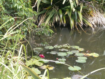 Green water lake.