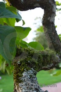 Green white leaf.