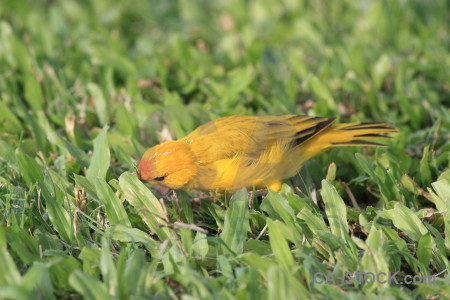 Green yellow animal orange bird.