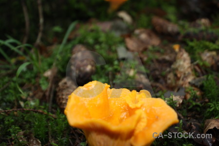 Green yellow toadstool fungus mushroom.