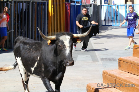 Horn white bull animal spain.