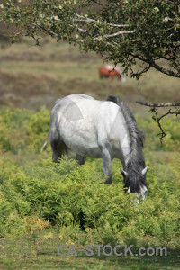 Horse animal green.