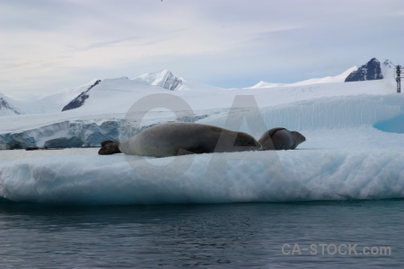Ice mountain antarctic peninsula antarctica cruise water.