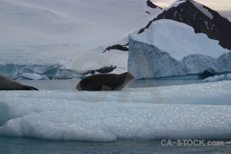 Ice mountain antarctica cruise animal south pole.