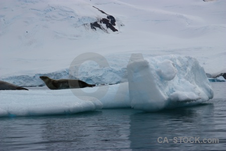 Iceberg marguerite bay sea water antarctica cruise.
