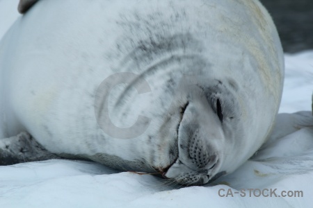 Iceberg seal antarctic peninsula animal day 5.