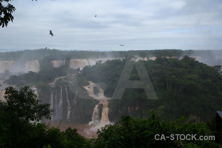 Iguazu river animal iguacu falls south america iguassu.