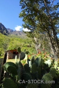 Inca plant cloud trail peru.