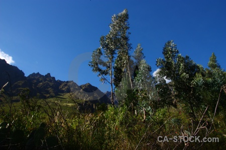 Inca sky peru tree mountain.