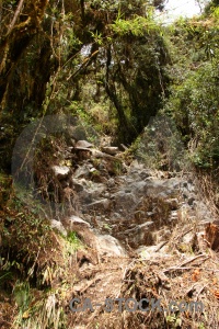 Inca trail peru andes rock tree.