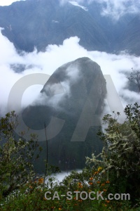 Inca tree andes machu picchu mountain.
