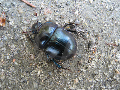 Insect animal beetle.
