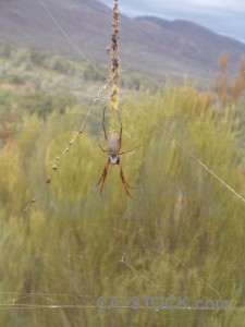 Insect animal spider.