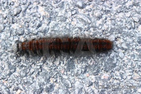 Insect animal white caterpillar.