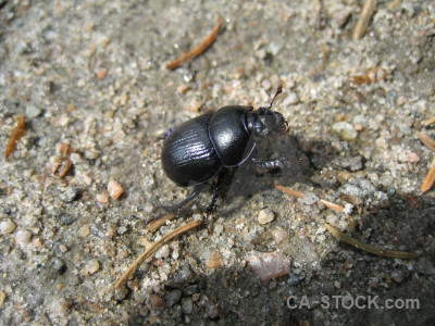 Insect beetle animal.