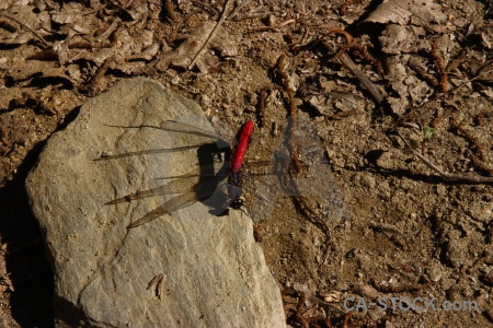 Insect rock himalayan stone dragonfly.