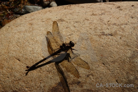 Insect stone south island dragonfly animal.