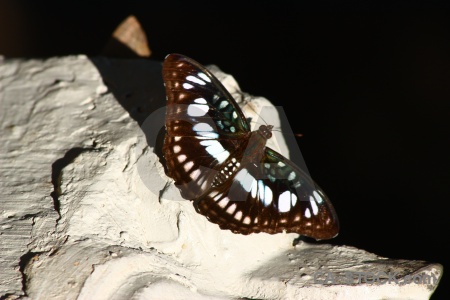 Insect trek rock siem reap moth.