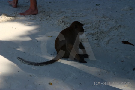 Island phi beach thailand ko don.