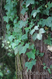 Ivy green leaf plant.