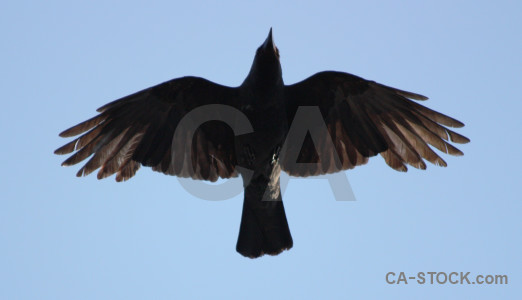 Jackdaw flying animal sky bird.