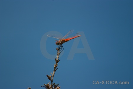 Javea dragonfly sky branch wing.