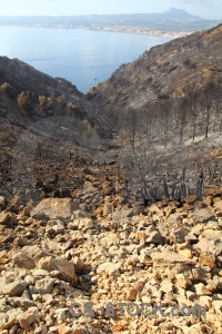 Javea europe ash burnt tree.