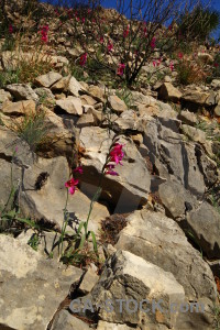 Javea europe flower rock plant.