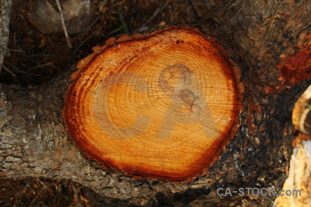 Javea europe wood circle log.