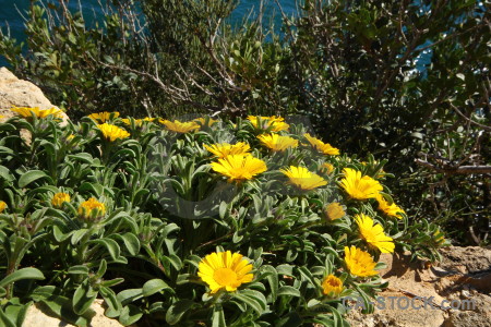 Javea flower plant spain yellow.