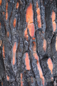 Javea texture bark wood europe.