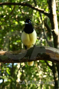 Jay bird animal branch iguassu falls.