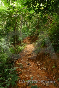 Jungle luang prabang path tree southeast asia.