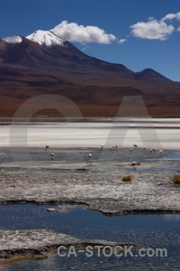 Laguna hedionda mountain salt flamingo snowcap.