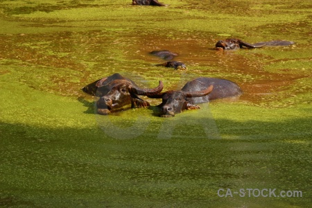 Lake buffalo algal bloom animal wat pha luang ta bua.