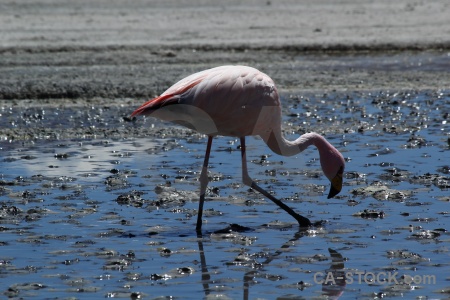 Lake flamingo bird salt bolivia.
