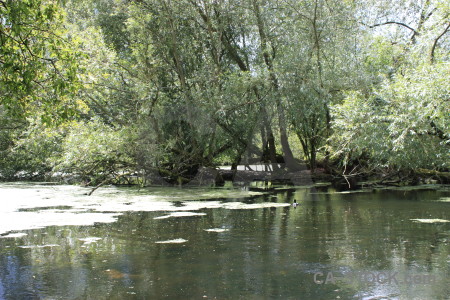 Lake green water.